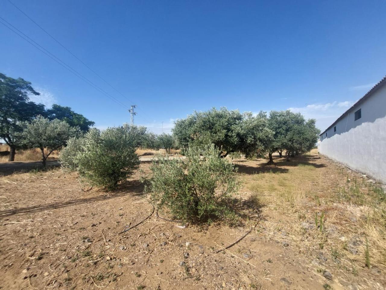 Cortijo Las Cruces Guillena - Sevilla Extérieur photo