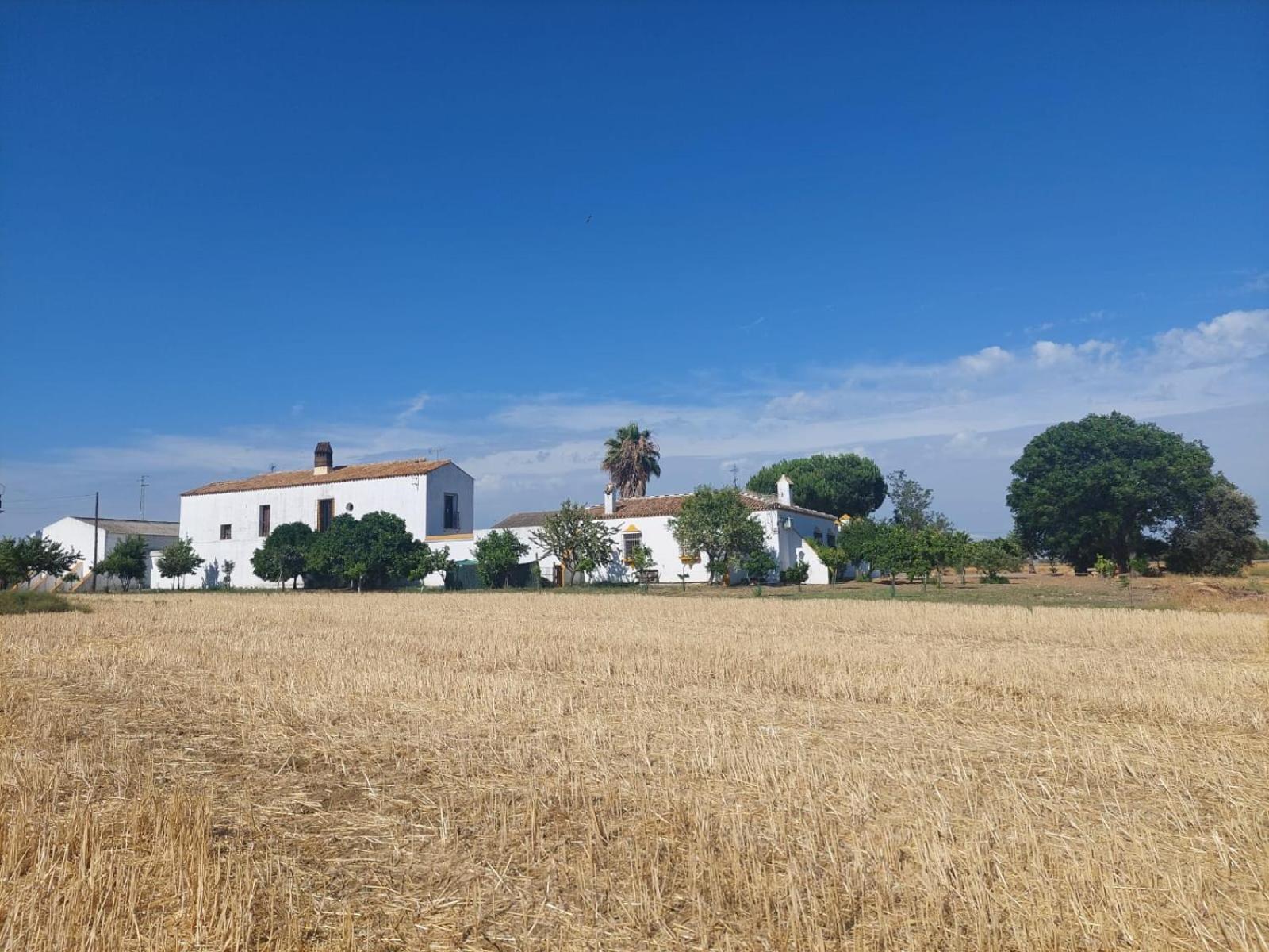 Cortijo Las Cruces Guillena - Sevilla Extérieur photo