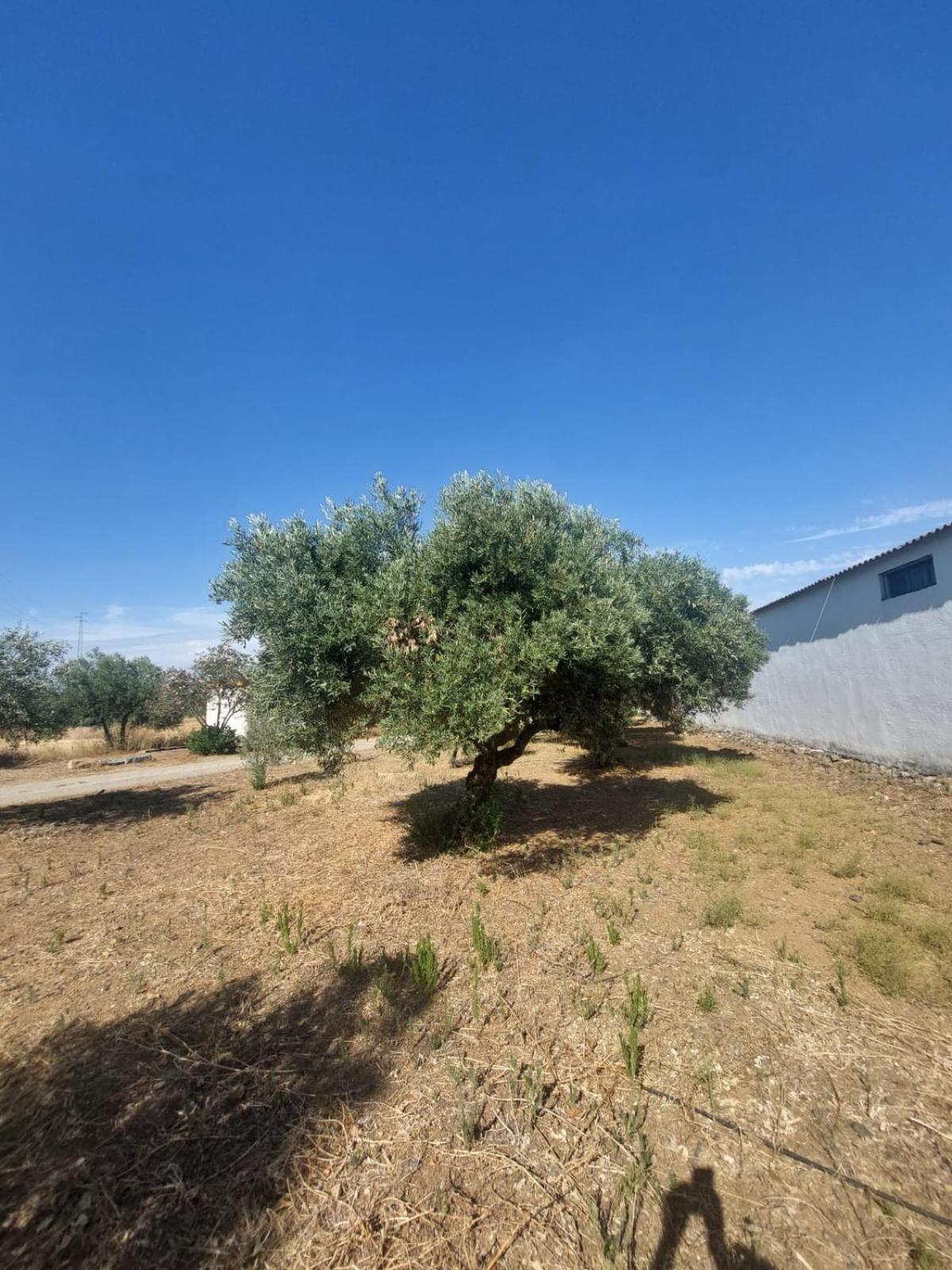 Cortijo Las Cruces Guillena - Sevilla Extérieur photo